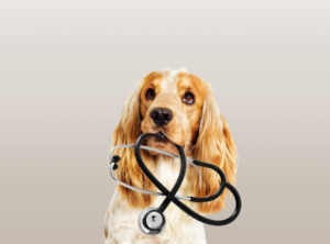 Understanding Dog Health is Essential