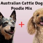 Australian Cattle Dog Poodle Mix: The Perfect Blend of Energy and Intelligence