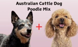 Australian Cattle Dog Poodle Mix: The Perfect Blend of Energy and Intelligence