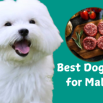 Best Dog Food for Maltese: Unlocking the Secret to a Thriving Pup