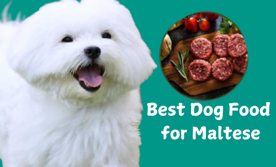 Best Dog Food for Maltese: Unlocking the Secret to a Thriving Pup