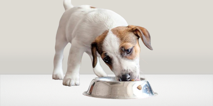 Dog Food for Small Breeds