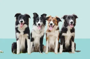 Border Collie Mix Dogs: A Journey of Love, Energy, and Unpredictability