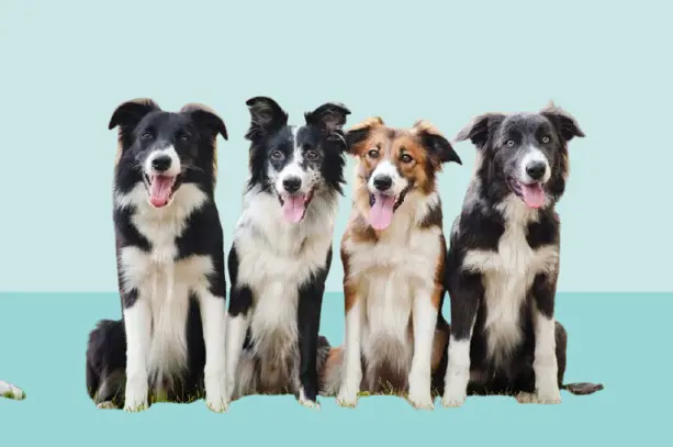 Border Collie Mix Dogs