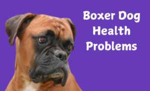 Boxer Dog Health Problems