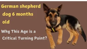 German shepherd dog 6 months old: Why This Age is a Critical Turning Point?