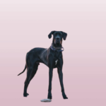  Great Dane Lab Mix: Majestic, Loving, and Perfect for the Right Owner