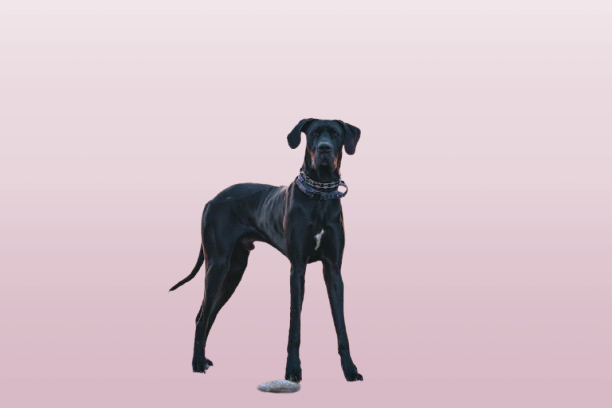  Great Dane Lab Mix: Majestic, Loving, and Perfect for the Right Owner