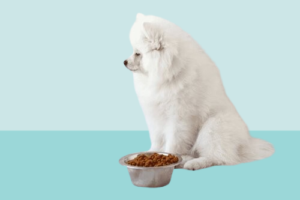 Lazy Dog Nutrition: A Complete Guide to Keeping Your Laid-Back Dog Healthy