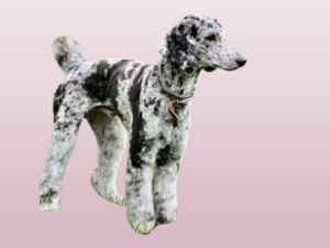 Merle Poodles: The Good, the Bad, and the Gorgeous