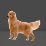 Red Golden Retriever Puppies: The Perfect Blend of Energy and Elegance