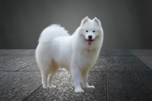 Samoyed Puppies for Adoption: Perfect Pets or Too Much to Handle?