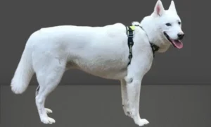 The Siberian Husky White: A Stunning and Powerful Dog Breed