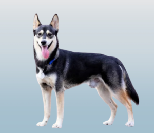 Siberian Husky and German Shepherd Mix: The Perfect Blend of Intelligence and Energy