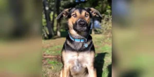 The Black Lab German Shepherd Mix: Boundless Energy, Endless Love