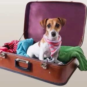 travel with dog