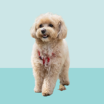 Malshipoo Dogs: Adorable Companions with Joys and Challenges