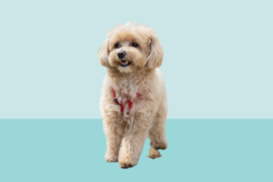 Malshipoo Dogs: Adorable Companions with Joys and Challenges